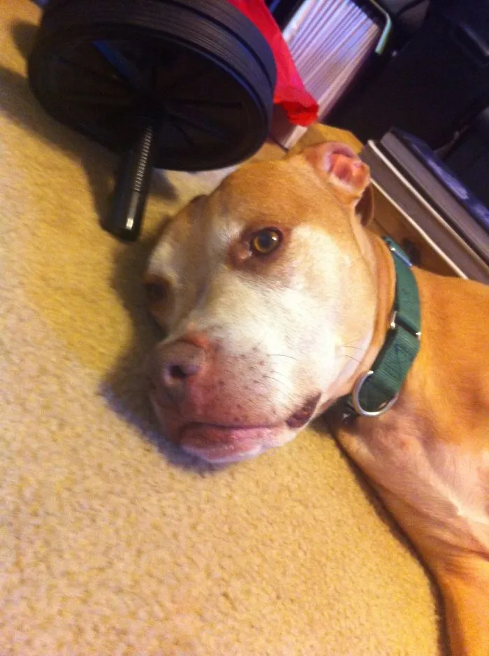 I Miss My Old Boy.