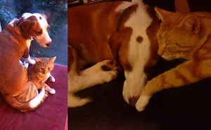 Post Pictures Of Cats And Dogs Living Together