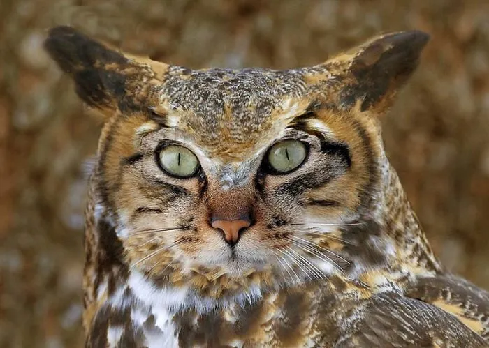 68 Unusual Cat And Bird Hybrids Bred In Photoshop (Add Yours)