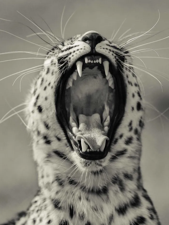 I Photograph Big Cats Roaring