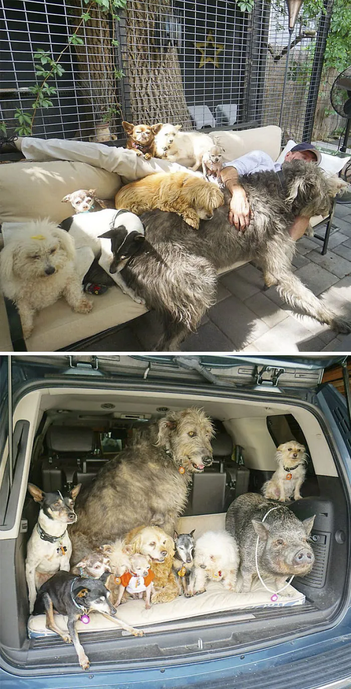 Steve Is Living With Senior Dog Rescues, Bikini The Pig, Stuart The Rabbit, And Other Animals