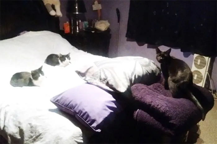 He interrumpido la reunión de mis gatos