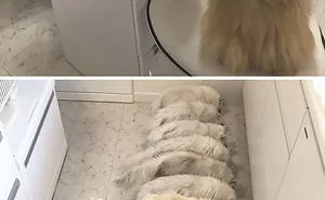 30 People Living With More Than 3 Pets Reveal What It's Like, And It's Hilarious