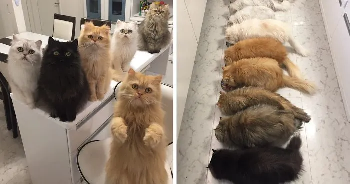 30 People Living With More Than 3 Pets Reveal What It's Like, And It's Hilarious