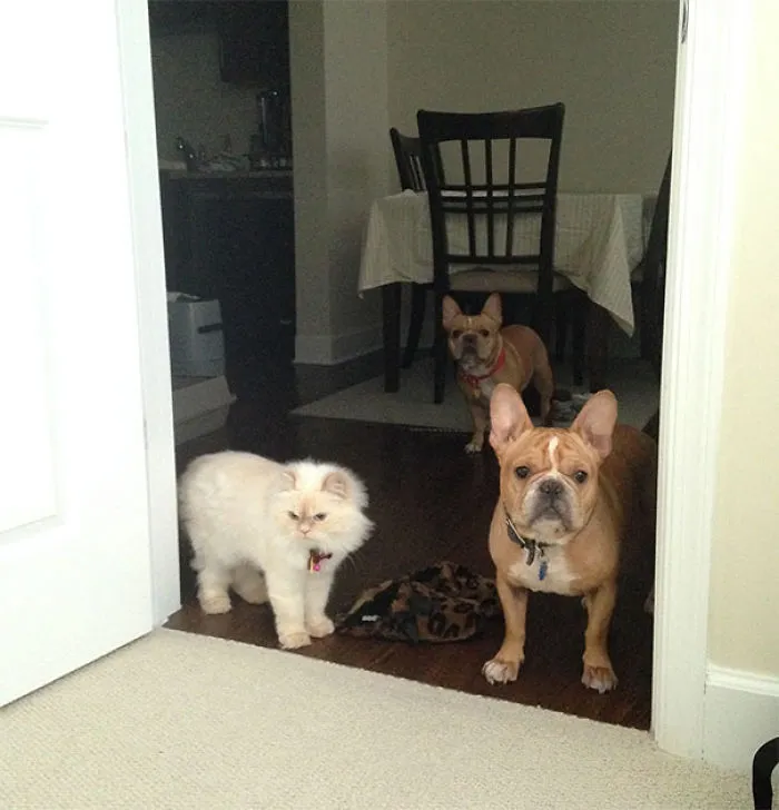 My Girlfriend Trained Her Pets To Never Enter The Bedroom. This Is Them Every Morning