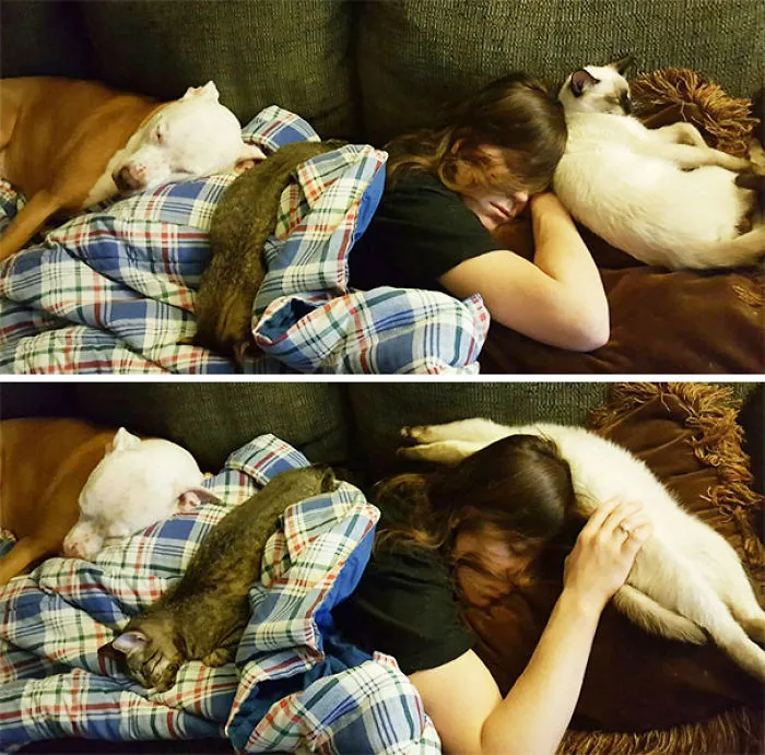 My Husband Managed To Capture These Sweet (And Rare) Photos Of All Three Of Our Pets Together. I Was Alone When I Fell Asleep, But I Guess They Wanted To Join In On The Fun