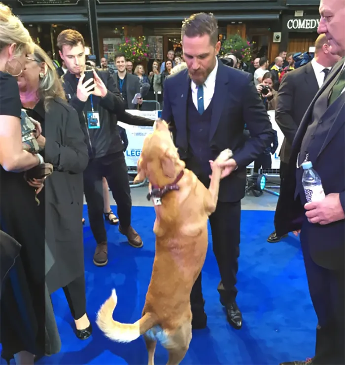 Se vuelven virales las tiernas fotos de Tom Hardy con perros, y te derretirán el corazón