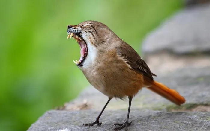 68 Unusual Cat And Bird Hybrids Bred In Photoshop (Add Yours)