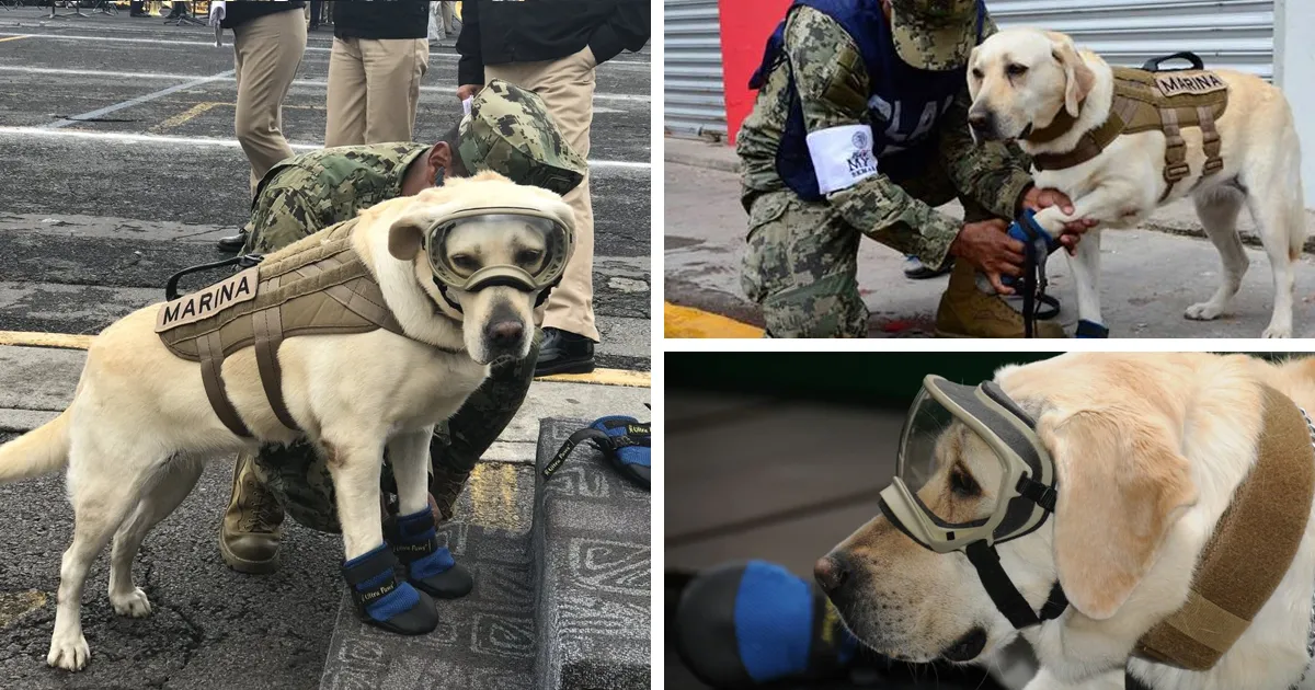 Este extraordinario perro rescatista salva a personas afectadas por el terremoto de México, ya ha salvado 52 vidas