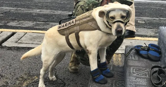 Badass Rescue Dog Who Has Rescued 52 Lives Is Now Saving People Affected By Mexico Earthquake