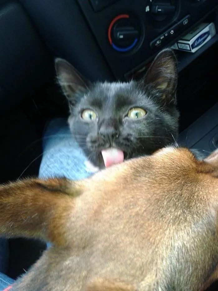 Kitty Kisses