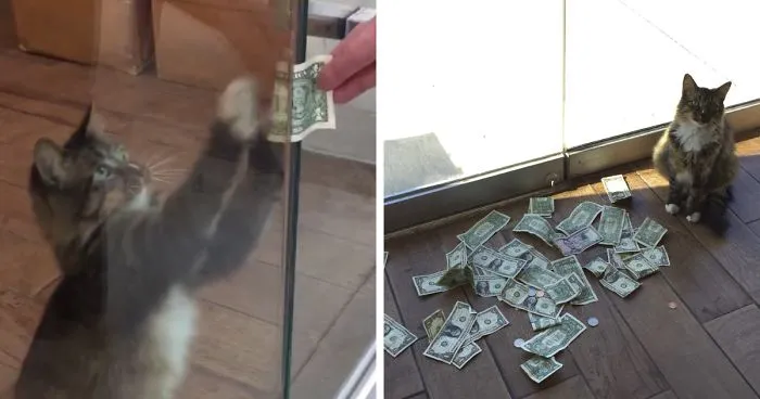 This Rescue Cat Is Stealing Money From Strangers And It All Goes To Homeless