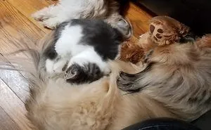 Pet Owners Who Have 3 Or More Pets, Share Your Pics With Us