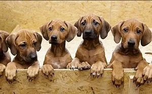 Pet Owners Who Have 3 Or More Pets, Share Your Pics With Us