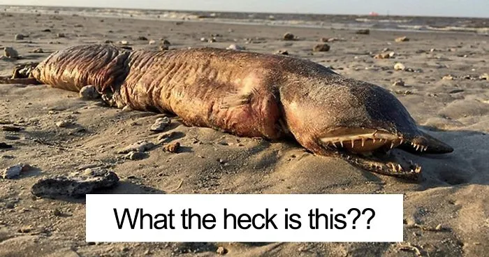 Mysterious Eyeless Creature Washes Up On Texas Beach After Hurricane Harvey, And It's Terrifying