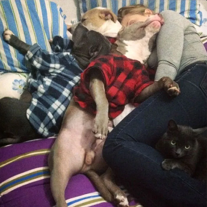 My Pitbulls In A Winter Cuddle Pile!! The Other 2 Cats Joined In Eventually.. So Much Love!