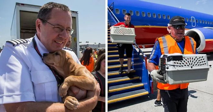 Southwest Airlines Fills Cabin With Pets Orphaned During Houston Storm In Dramatic Rescue