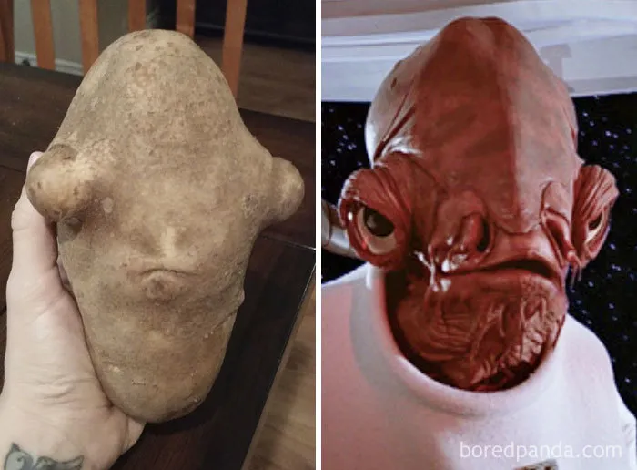 Patata que parece el Comandante Ackbar