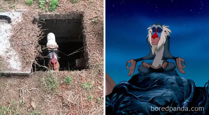 Fosa séptica que se parece a Rafiki