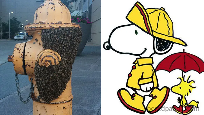 Enjambre de abejas en una boca de riego, parecen snoopy con sombrero