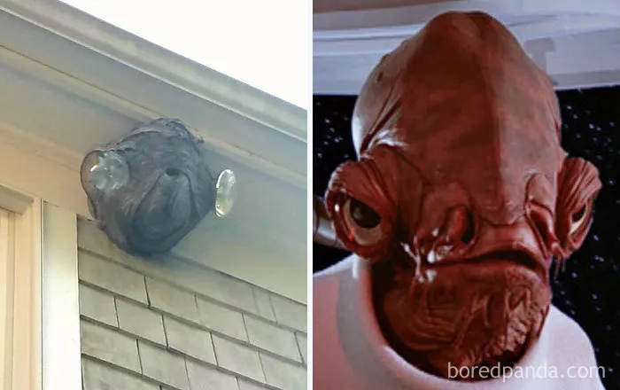 Nido de avispas parecido al comandante Ackbar
