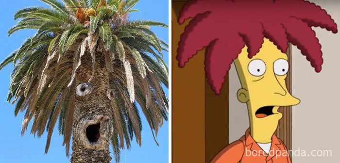 Esta palmera se parece al Actor Secundario Bob