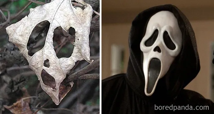 Hoja que parece la máscara de Scream