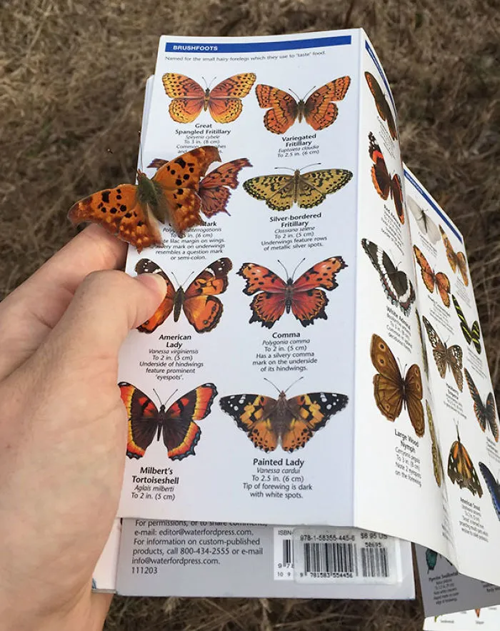 Esta mariposa se posó sobre su foto