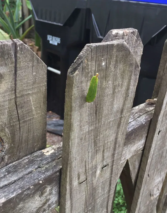 Leaf Meets Crack In The Gate
