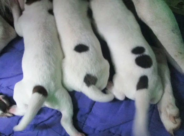 Da a luz a 3 perritos, cada uno con su correspondiente número