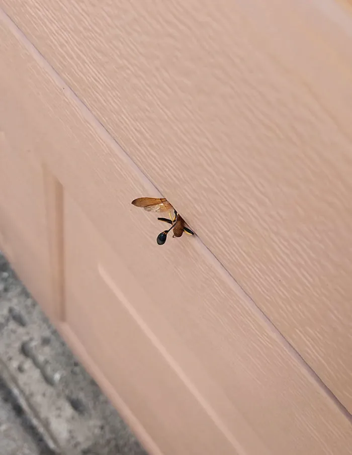 This Wasp Got Crushed By My Garage Door As It Closed