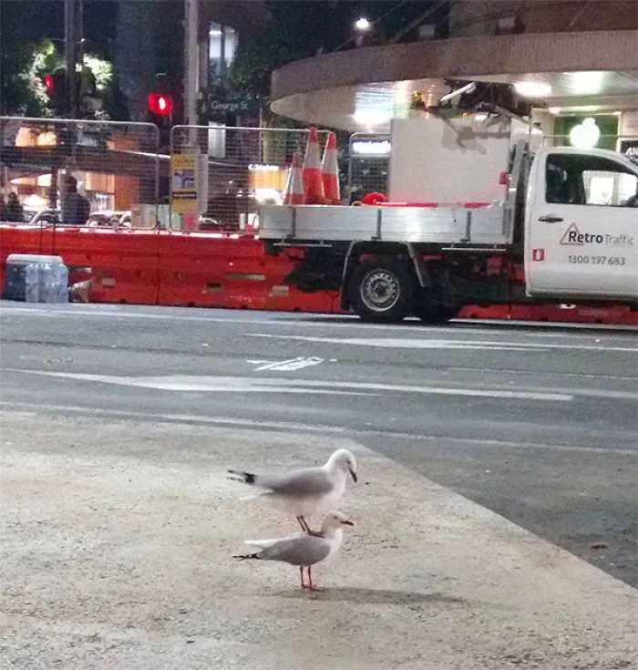 I Saw A Gull Standing On Top Of Another Gull