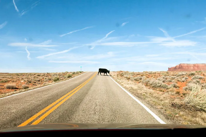 Black Cow Sur La Route (2017)