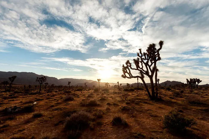 Fin De Journée Sur Joshua Tree I (2017)