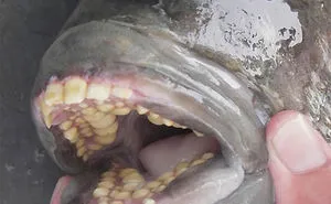 42 Times Nature Made Us Say NOPE" (WARNING: This List Might Be Too Scary For You)"