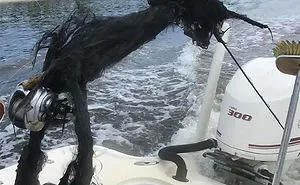 42 Times Nature Made Us Say NOPE" (WARNING: This List Might Be Too Scary For You)"