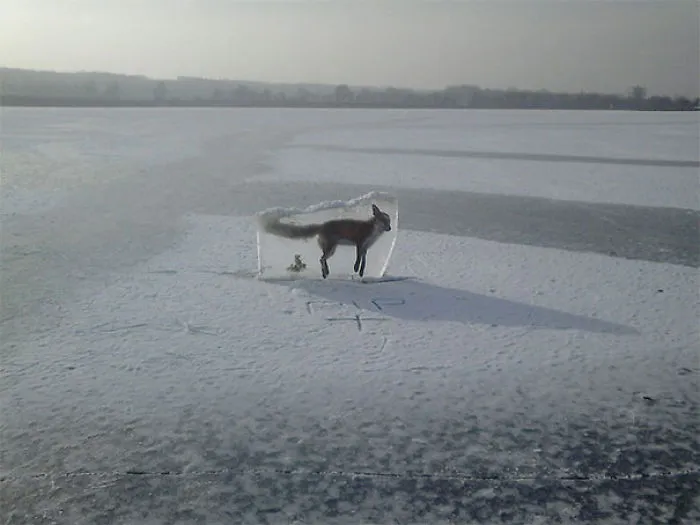 Somebody Responsible For The Lake Found The Fox (Which Drowned) In The Ice, Cut Him Out And Put Him Back On The Ice To Keep People Off The Ice