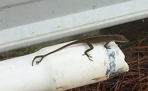 42 Times Nature Made Us Say NOPE" (WARNING: This List Might Be Too Scary For You)"