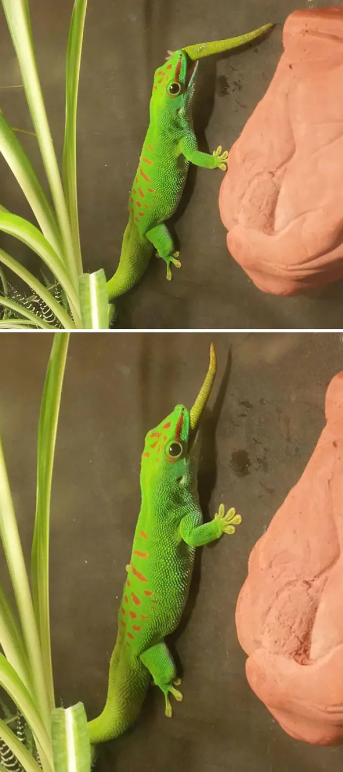 Green gecko eating a long insect, demonstrating fascinating yet eerie behavior in nature.