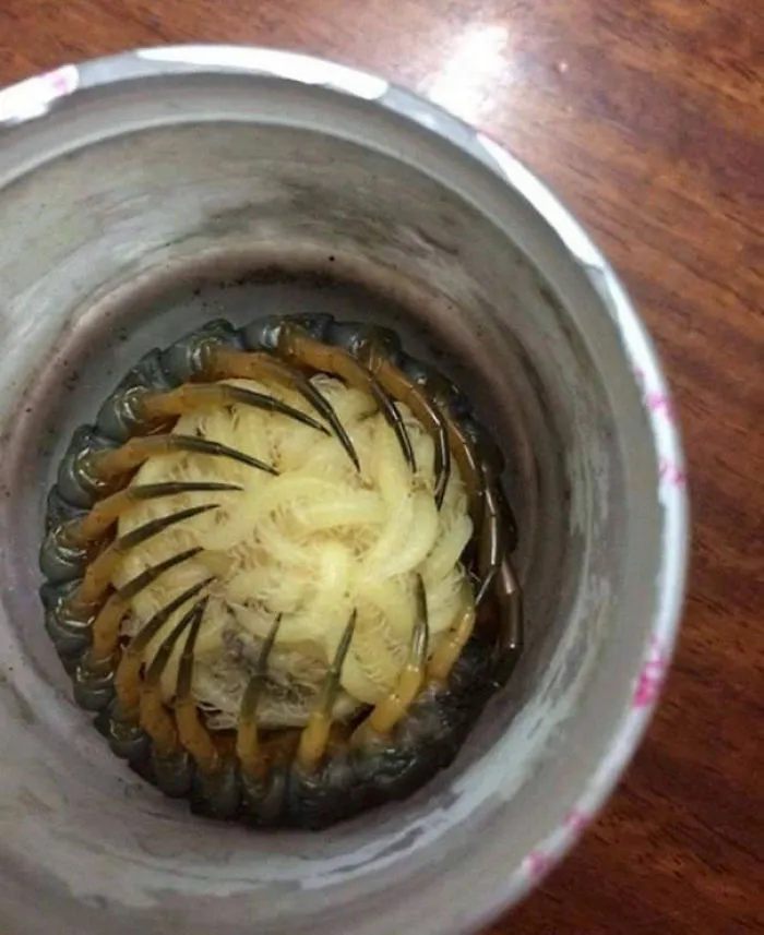 Mama Centipede Protecting Her Babies