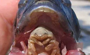 42 Times Nature Made Us Say NOPE" (WARNING: This List Might Be Too Scary For You)"