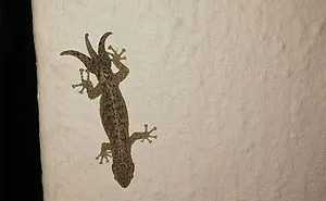 42 Times Nature Made Us Say NOPE" (WARNING: This List Might Be Too Scary For You)"