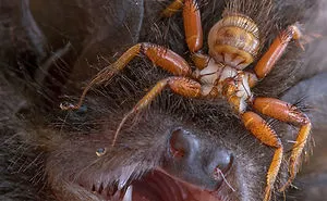 42 Times Nature Made Us Say NOPE" (WARNING: This List Might Be Too Scary For You)"