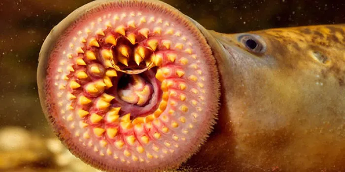 Close-up of a lamprey's mouth, showcasing nature’s strange and unsettling side.