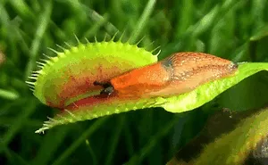 42 Times Nature Made Us Say NOPE" (WARNING: This List Might Be Too Scary For You)"