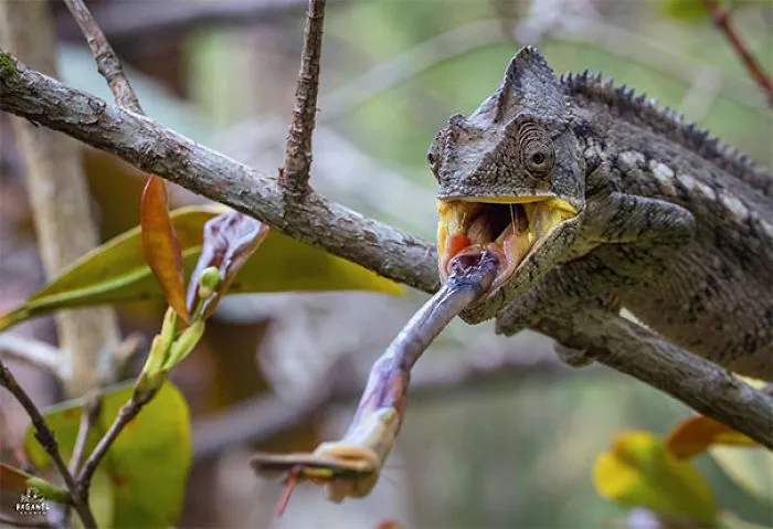 Chameleon eating a snake on a tree branch, showcasing the wild side of nature.