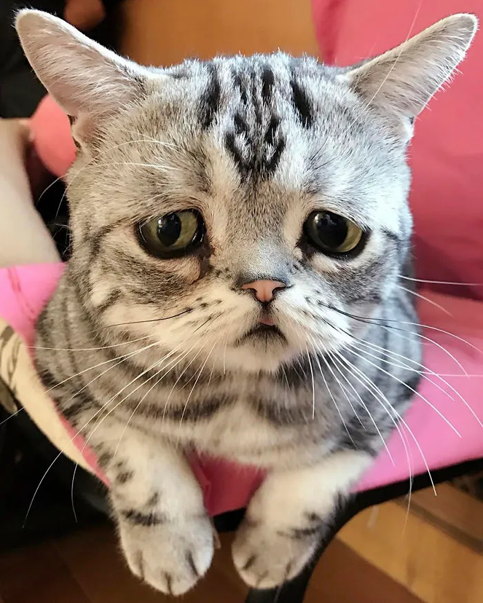 Meet Luhu, The Saddest Cat In The World Whose Photos Will Break Your Heart