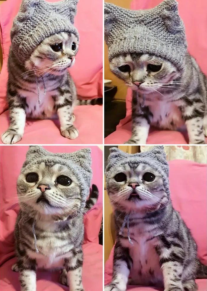 Meet Luhu, The Saddest Cat In The World Whose Photos Will Break Your Heart