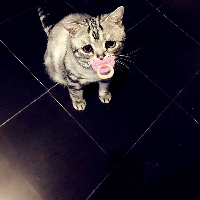 Este es Luhu, el gato más triste del mundo cuyas fotos te romperán el corazón