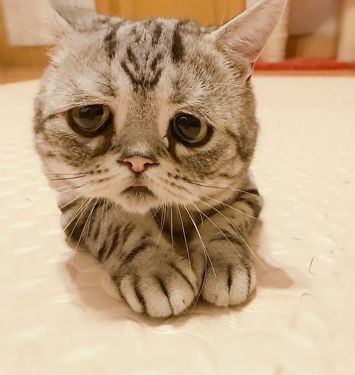 Meet Luhu, The Saddest Cat In The World Whose Photos Will Break Your Heart